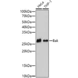 Western Blot - Anti-Bak Antibody [ARC0014] (A8789) - Antibodies.com