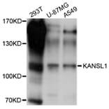 Western Blot - Anti-KANSL1 Antibody (A10755) - Antibodies.com