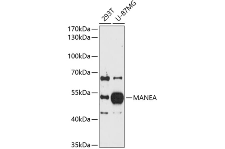 Western Blot - Anti-MANEA Antibody (A8791) - Antibodies.com