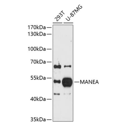 Western Blot - Anti-MANEA Antibody (A8791) - Antibodies.com