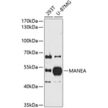 Western Blot - Anti-MANEA Antibody (A8791) - Antibodies.com