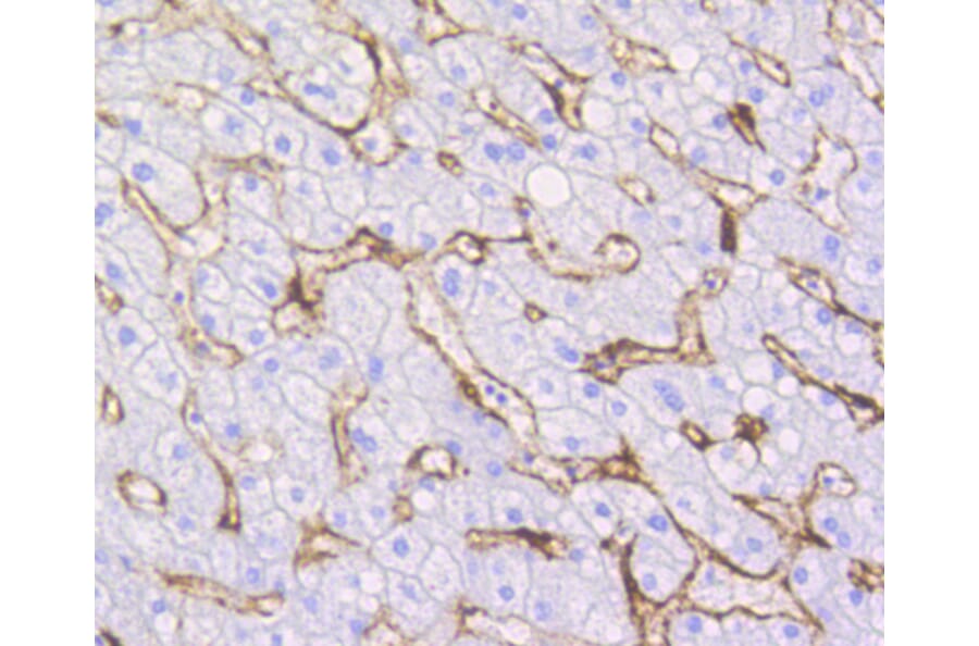 Immunohistochemistry - Anti-CAV1 Antibody (A10778) - Antibodies.com