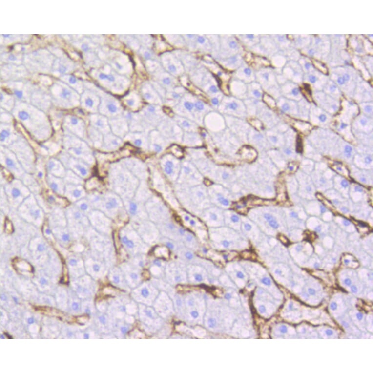 Immunohistochemistry - Anti-CAV1 Antibody (A10778) - Antibodies.com