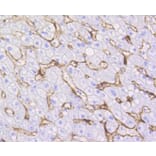 Immunohistochemistry - Anti-CAV1 Antibody (A10778) - Antibodies.com