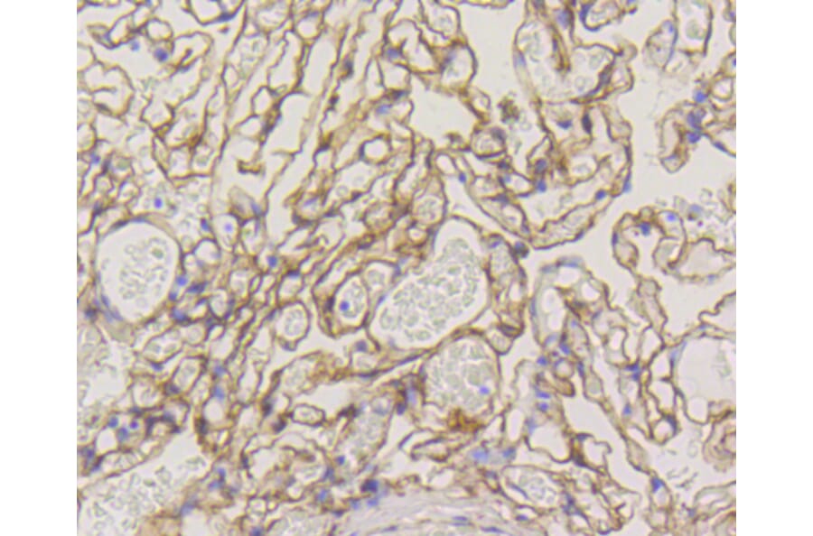 Immunohistochemistry - Anti-CAV1 Antibody (A10778) - Antibodies.com