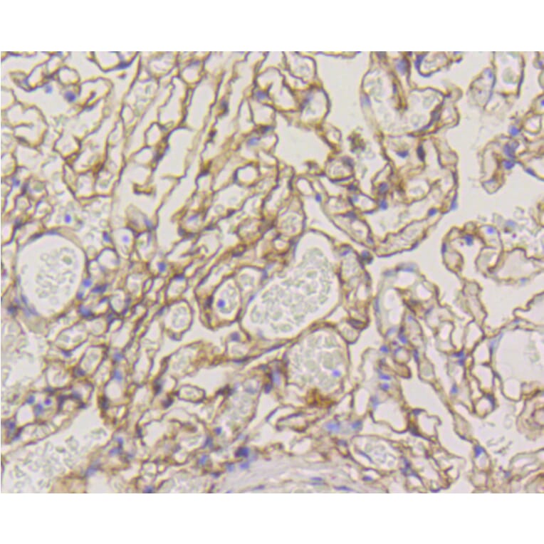 Immunohistochemistry - Anti-CAV1 Antibody (A10778) - Antibodies.com