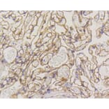 Immunohistochemistry - Anti-CAV1 Antibody (A10778) - Antibodies.com