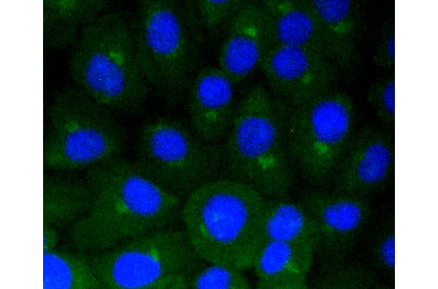 Immunofluorescence - Anti-CAV1 Antibody (A10778) - Antibodies.com