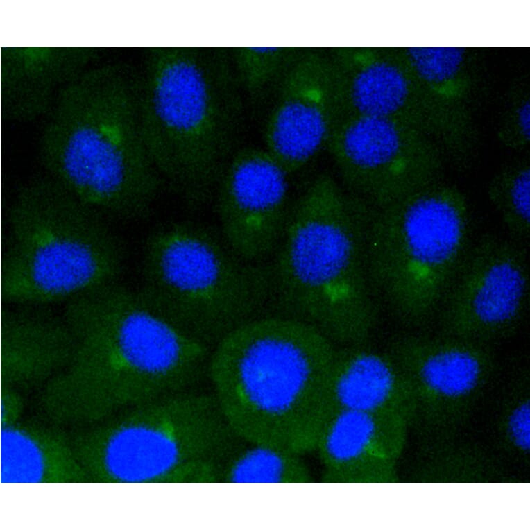 Immunofluorescence - Anti-CAV1 Antibody (A10778) - Antibodies.com