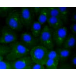 Immunofluorescence - Anti-CAV1 Antibody (A10778) - Antibodies.com
