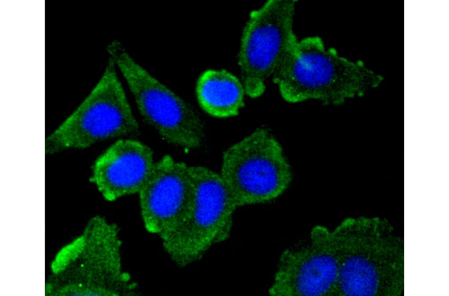 Immunofluorescence - Anti-CAV1 Antibody (A10778) - Antibodies.com
