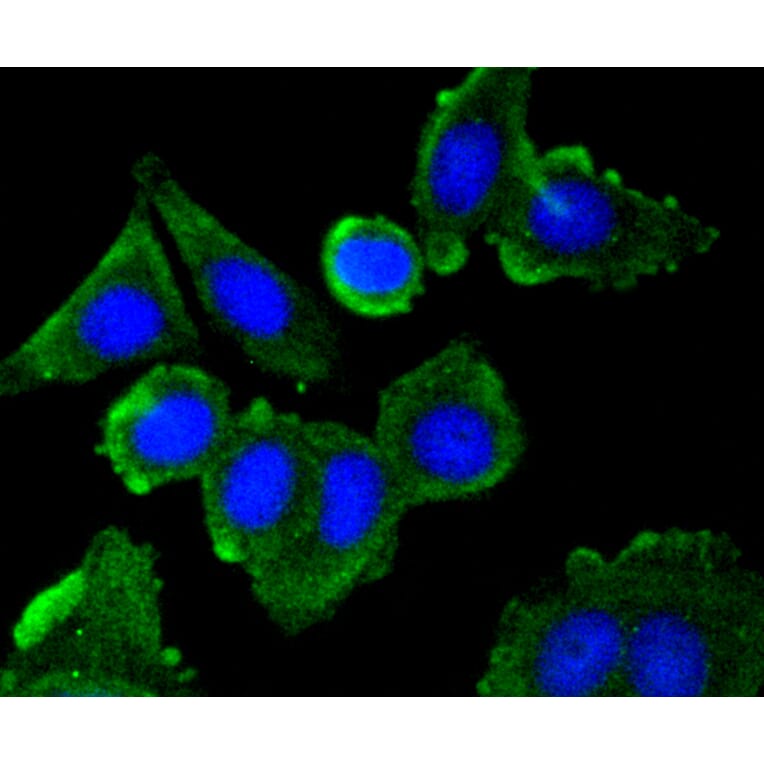 Immunofluorescence - Anti-CAV1 Antibody (A10778) - Antibodies.com