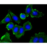 Immunofluorescence - Anti-CAV1 Antibody (A10778) - Antibodies.com