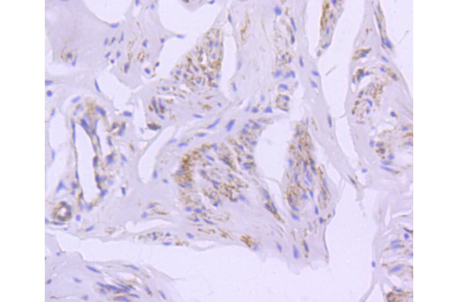 Immunohistochemistry - Anti-CAV2 Antibody (A10780) - Antibodies.com