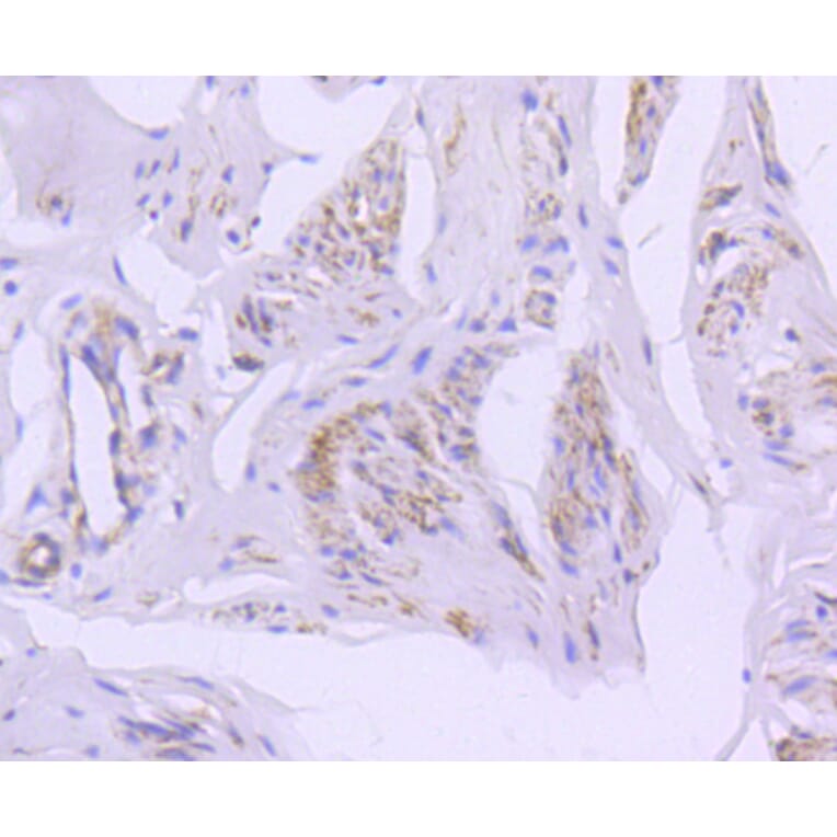 Immunohistochemistry - Anti-CAV2 Antibody (A10780) - Antibodies.com
