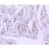 Immunohistochemistry - Anti-CAV2 Antibody (A10780) - Antibodies.com
