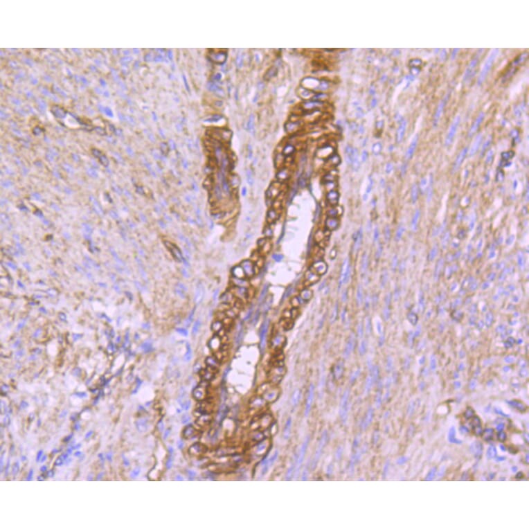 Immunohistochemistry - Anti-CAV2 Antibody (A10780) - Antibodies.com