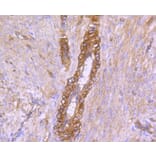Immunohistochemistry - Anti-CAV2 Antibody (A10780) - Antibodies.com