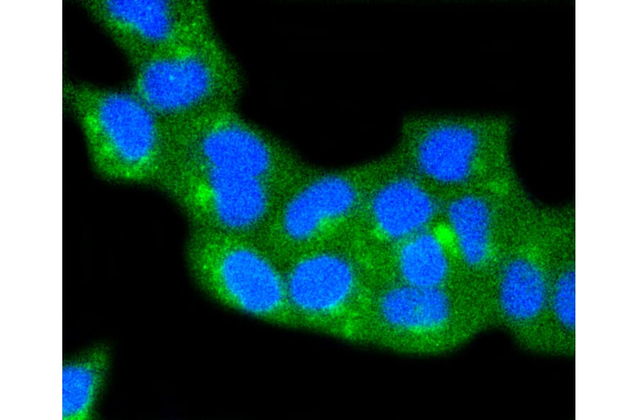 Immunofluorescence - Anti-CAV2 Antibody (A10780) - Antibodies.com