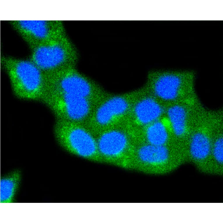 Immunofluorescence - Anti-CAV2 Antibody (A10780) - Antibodies.com