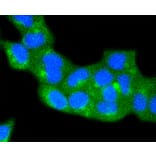 Immunofluorescence - Anti-CAV2 Antibody (A10780) - Antibodies.com
