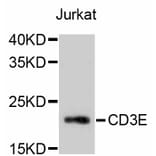 Western Blot - Anti-CD3E Antibody (A10786) - Antibodies.com