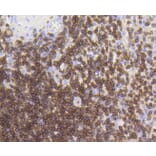 Immunohistochemistry - Anti-CD3E Antibody (A10786) - Antibodies.com
