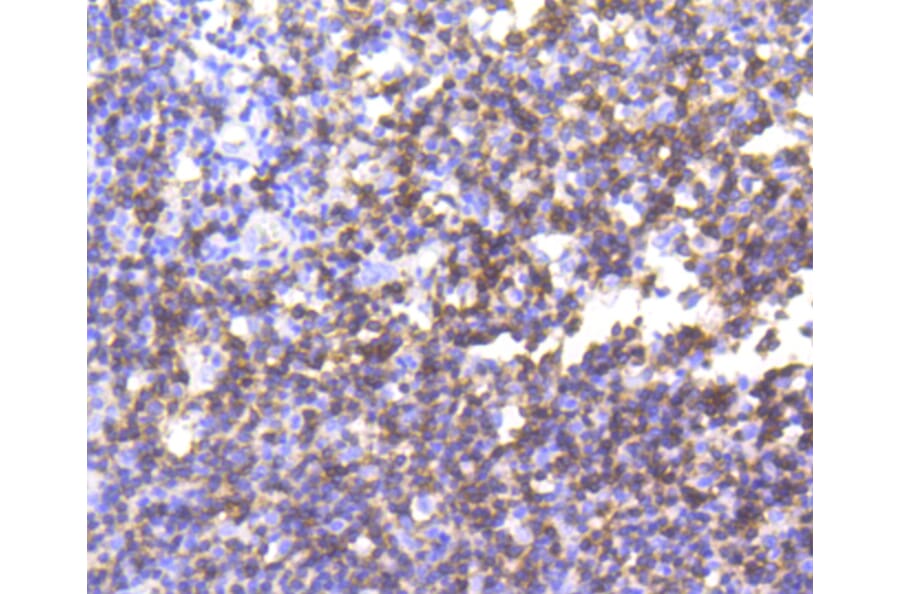 Immunohistochemistry - Anti-CD3E Antibody (A10786) - Antibodies.com
