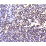Immunohistochemistry - Anti-CD3E Antibody (A10786) - Antibodies.com