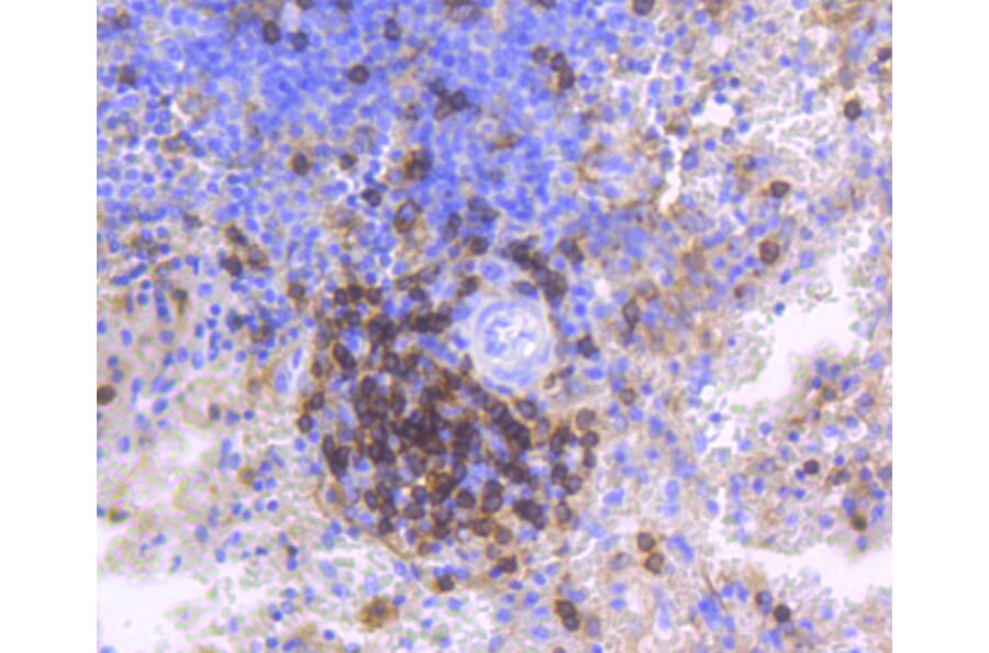 Immunohistochemistry - Anti-CD4 Antibody (A10787) - Antibodies.com
