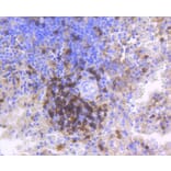 Immunohistochemistry - Anti-CD4 Antibody (A10787) - Antibodies.com