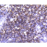 Immunohistochemistry - Anti-CD4 Antibody (A10787) - Antibodies.com