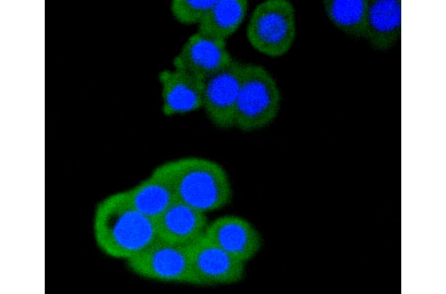 Immunofluorescence - Anti-CD4 Antibody (A10787) - Antibodies.com