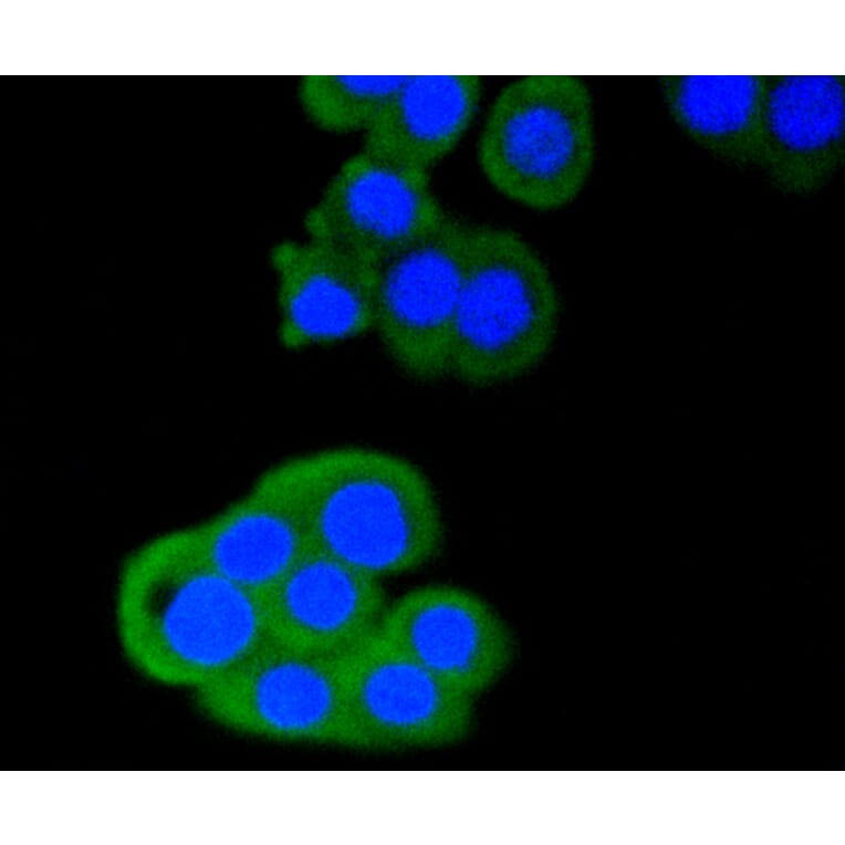 Immunofluorescence - Anti-CD4 Antibody (A10787) - Antibodies.com