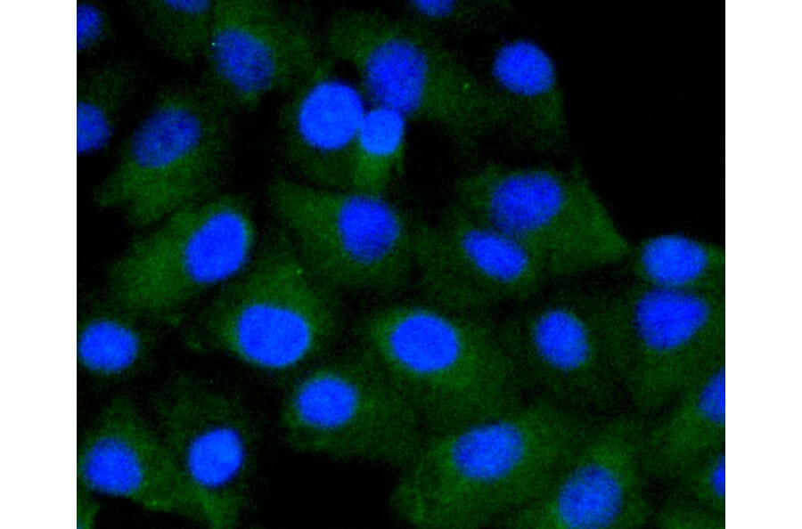 Immunofluorescence - Anti-CD4 Antibody (A10787) - Antibodies.com