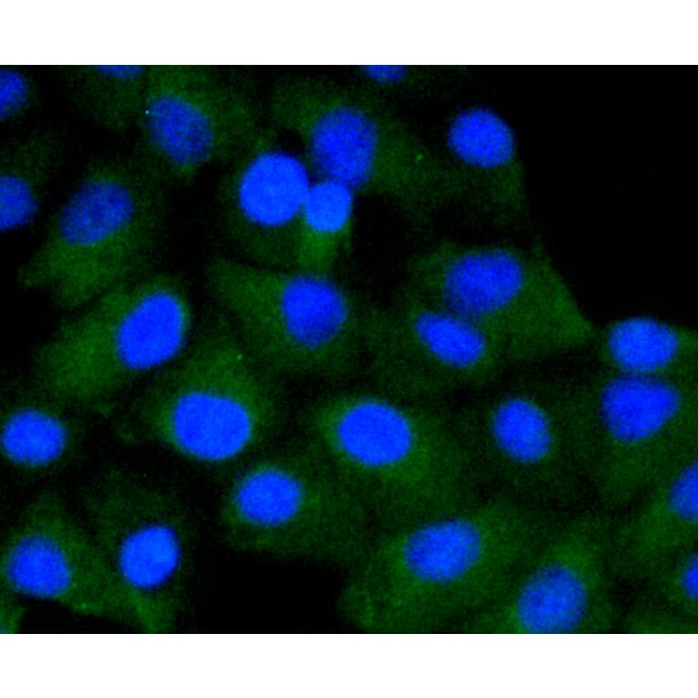 Immunofluorescence - Anti-CD4 Antibody (A10787) - Antibodies.com