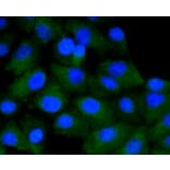 Immunofluorescence - Anti-CD4 Antibody (A10787) - Antibodies.com