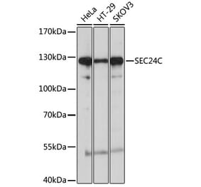 Western Blot - Anti-Sec24C Antibody (A8802) - Antibodies.com