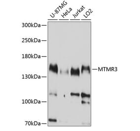 Western Blot - Anti-MTMR3 Antibody (A8806) - Antibodies.com