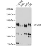 Western Blot - Anti-MTMR3 Antibody (A8806) - Antibodies.com