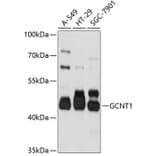 Western Blot - Anti-GCNT1 Antibody (A10842) - Antibodies.com