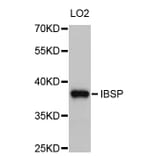 Western Blot - Anti-IBSP Antibody (A10867) - Antibodies.com