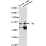 Western Blot - Anti-CTSA Antibody (A10884) - Antibodies.com