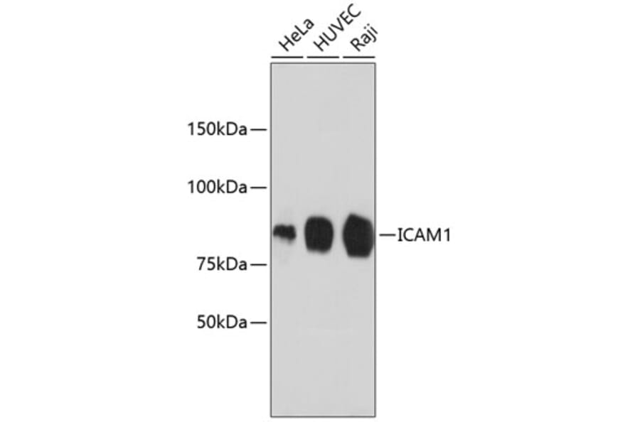 Western Blot - Anti-ICAM1 Antibody (A10907) - Antibodies.com
