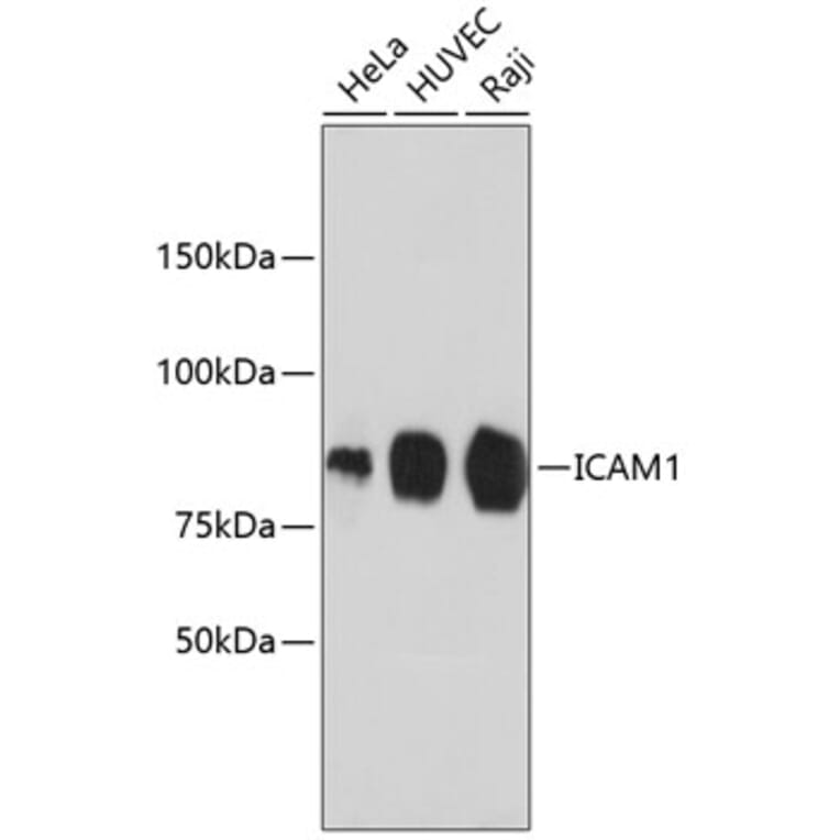 Western Blot - Anti-ICAM1 Antibody (A10907) - Antibodies.com