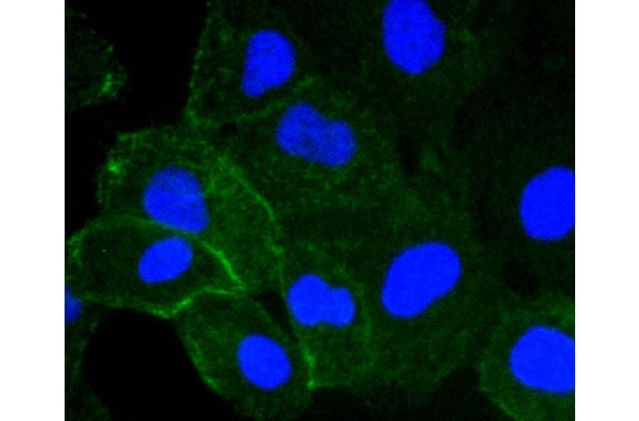 Immunofluorescence - Anti-ICAM1 Antibody (A10907) - Antibodies.com