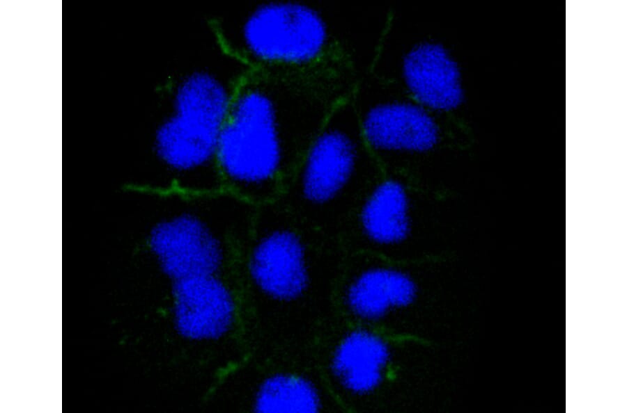 Immunofluorescence - Anti-ICAM1 Antibody (A10907) - Antibodies.com