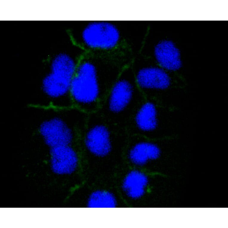 Immunofluorescence - Anti-ICAM1 Antibody (A10907) - Antibodies.com