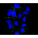 Immunofluorescence - Anti-ICAM1 Antibody (A10907) - Antibodies.com