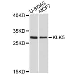 Western Blot - Anti-KLK5 Antibody (A10917) - Antibodies.com